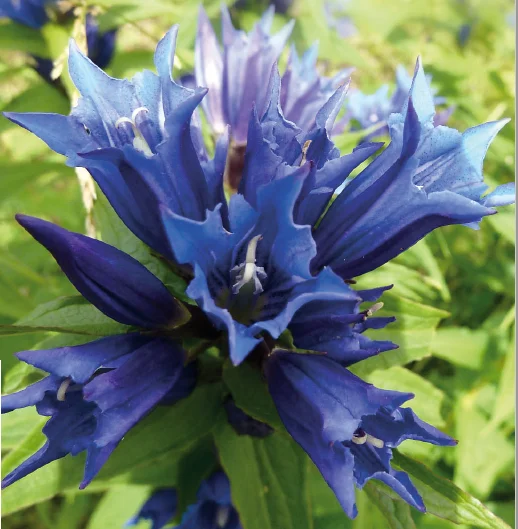 Enzian | © DAV Augsburg