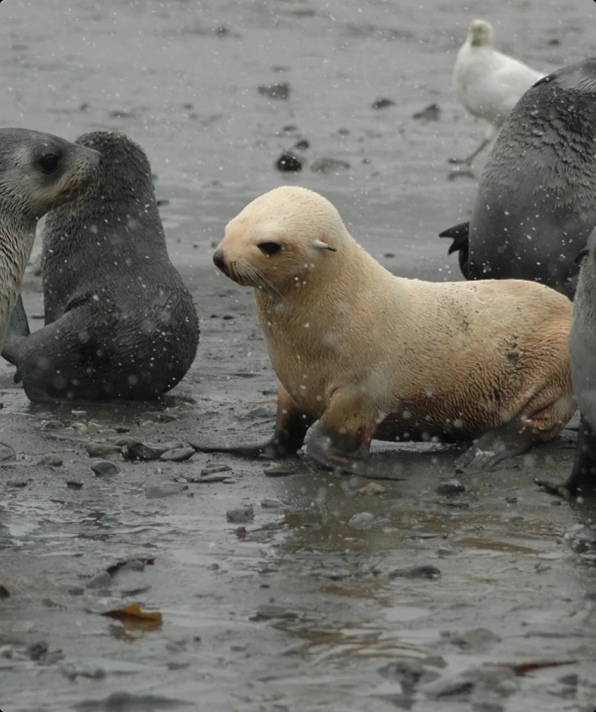 Südpolarmeer 8 | © Andreas Kreutz