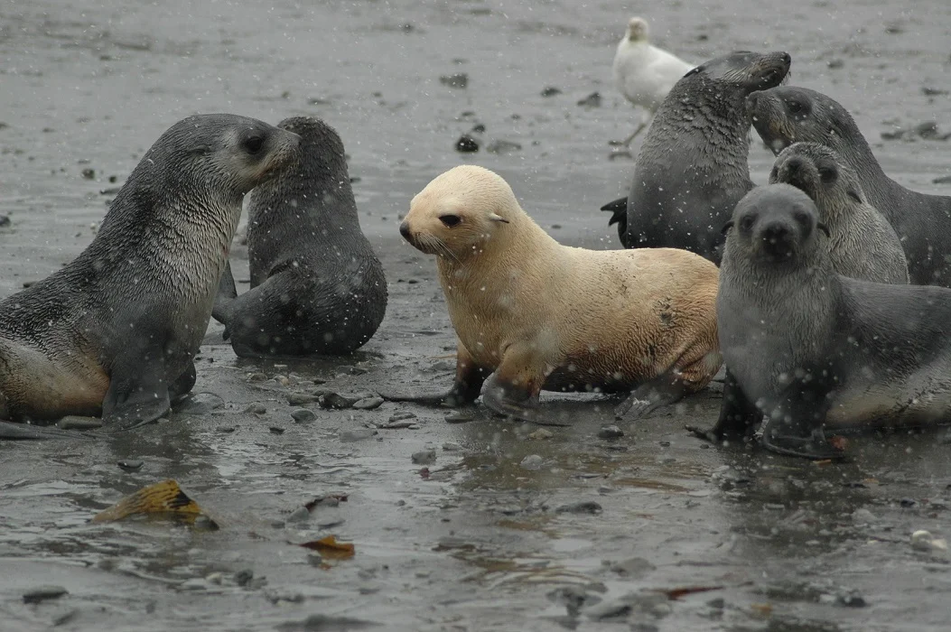 Südpolarmeer 8 | © Andreas Kreutz