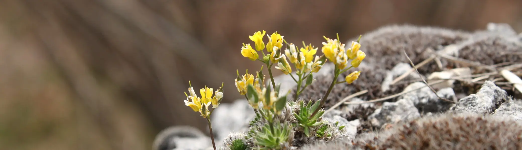 Pflanzen in den Bergen: der Alpenwundklee | © DAV/Steffen Reich
