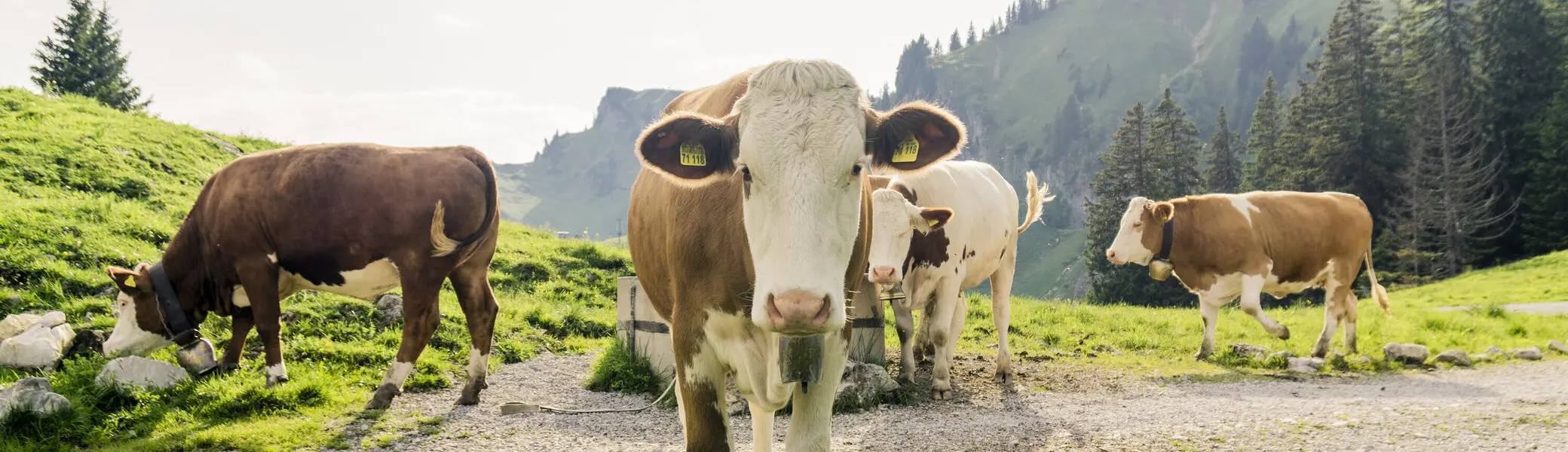 Kühe in den Chiemgauer Alpen | © DAV/Hans Herbig